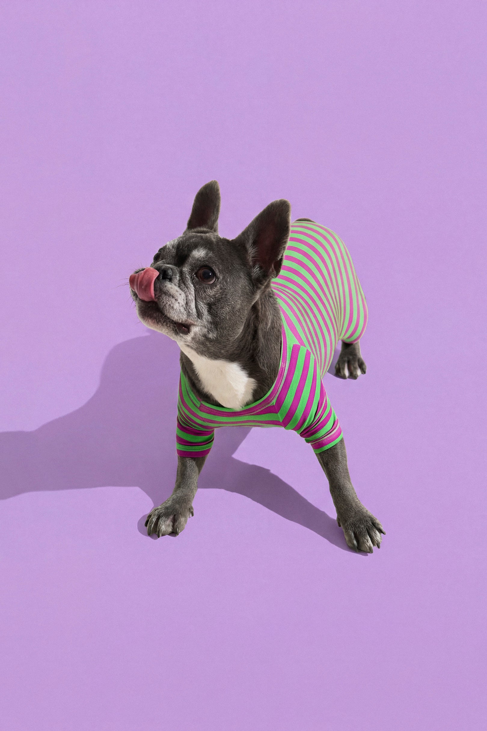 Selenightco x Pat Law Dog Onesie in Eggplant